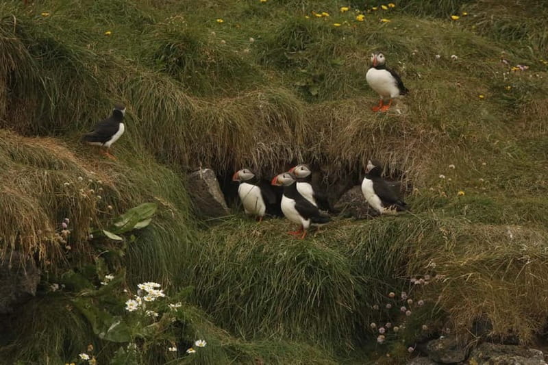 Reykjavik: Whale and Puffin Watching RIB Boat Tour - What the two-hour length really means