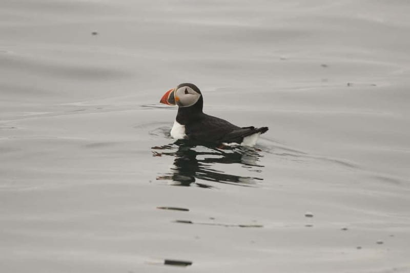 Reykjavik: Whale and Puffin Watching RIB Boat Tour - Guides, wildlife lessons, and crew photos