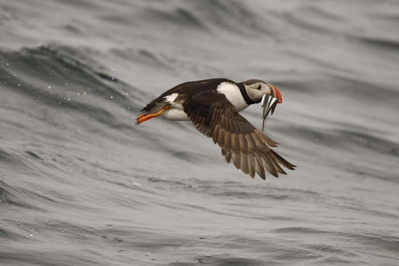 Reykjavik: Whale and Puffin Watching RIB Boat Tour - The $200 price and what you receive
