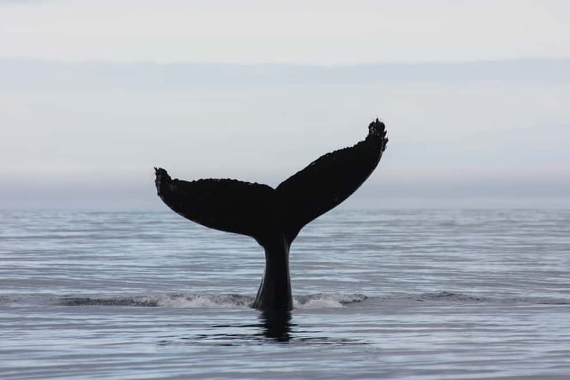 Reykjavik: Whale and Puffin Watching RIB Boat Tour - Who should book this RIB tour