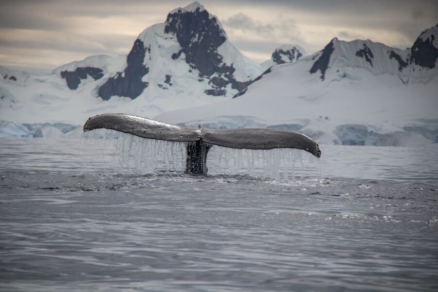 Reykjavik: Whale & Marine Adventure Tour - Should you book the Reykjavík whale tour?