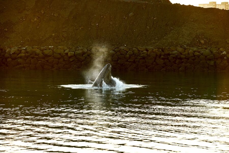 Reykjavik: Whale & Marine Adventure Tour - Choosing between the heated cabin and the outside deck