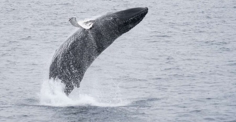 Reykjavik: Whale & Marine Adventure Tour - Who will enjoy this boat trip most