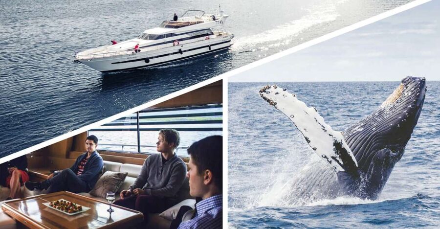 Reykjavik: Whale Watching and Dolphin Watching Yacht Cruise - Key points before you book