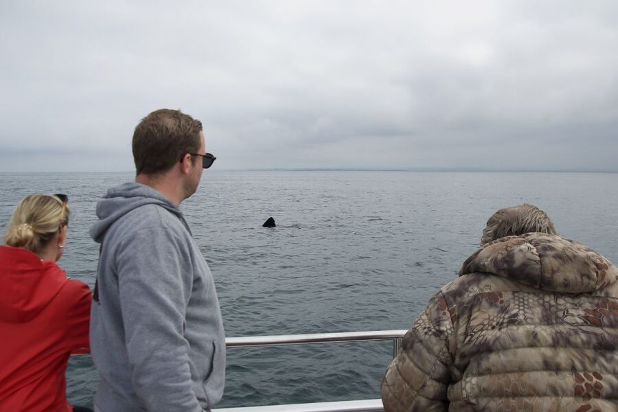 Reykjavik: Whale Watching and Dolphin Watching Yacht Cruise - Who should book this cruise?