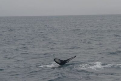 Whale Watching and Dolphin Watching Yacht Cruise