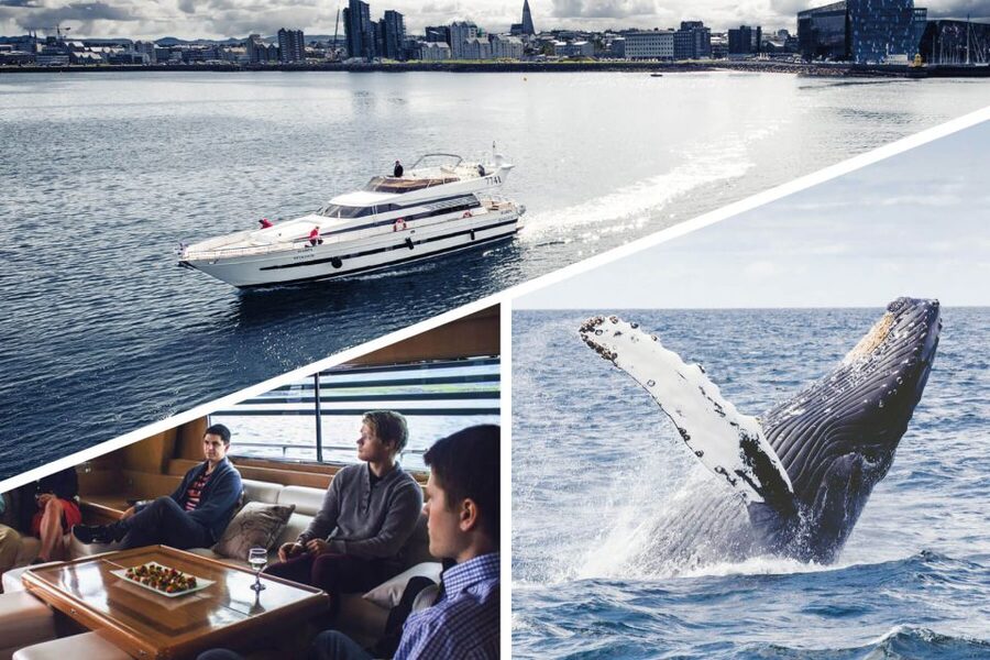 Reykjavik: Whale Watching and Dolphin Watching Yacht Cruise - The best season for puffins and seabirds