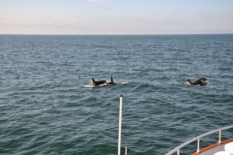 Reykjavik: Whale Watching and Dolphin Watching Yacht Cruise - Guides, captains, and the human side of the trip
