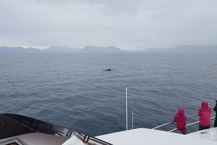 Reykjavik: Whale Watching and Dolphin Watching Yacht Cruise - Is $106 a fair price?