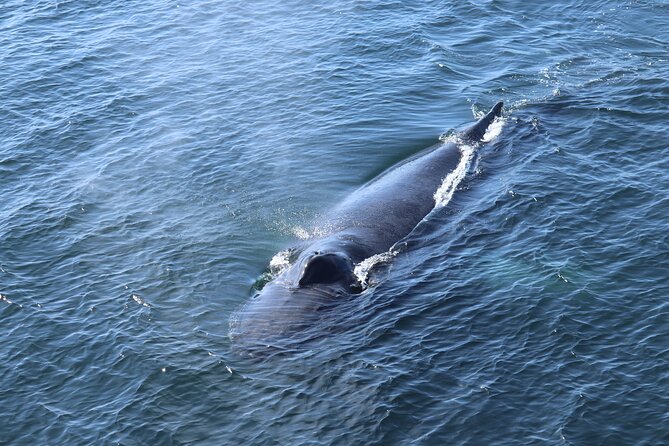 Reykjavik Whale Watching and Lava Show - Warm overalls make the cold more manageable