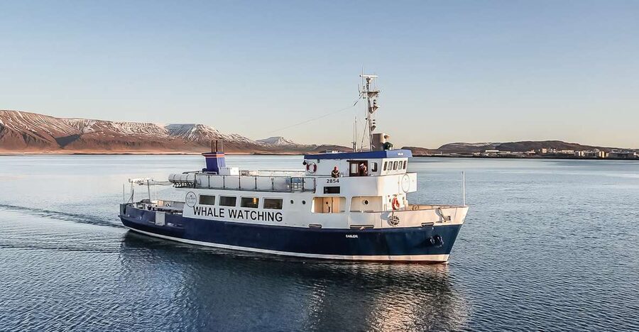 Reykjavík: Whale Watching and Marine Life Cruise - Humpbacks, dolphins, seals, and the luck factor