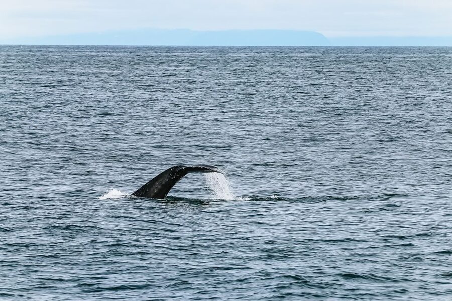 Reykjavík: Whale Watching and Marine Life Cruise - How much value do you get for $87?