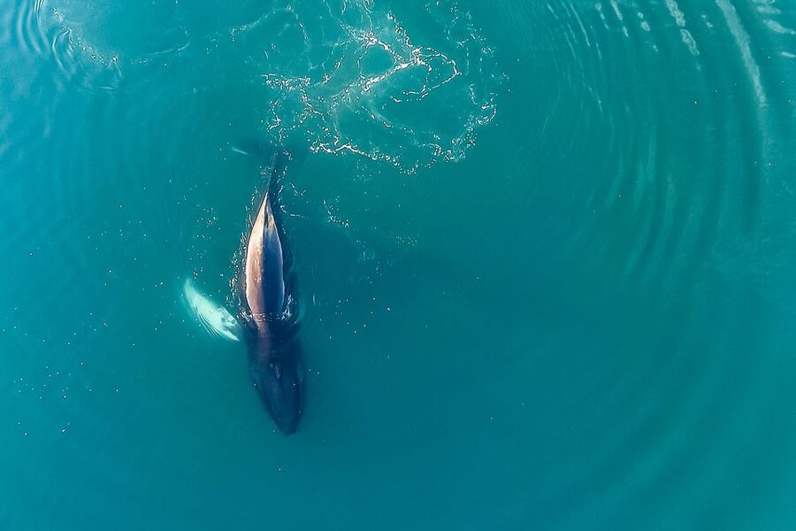 Reykjavík: Whale Watching and Marine Life Cruise - Best timing and the right expectations