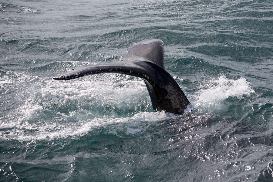 Reykjavik: Whale Watching and Puffin Excursion - Key points at a glance