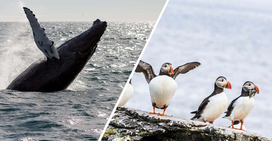 Reykjavik: Whale Watching and Puffin Excursion - What the whale cruise is really like