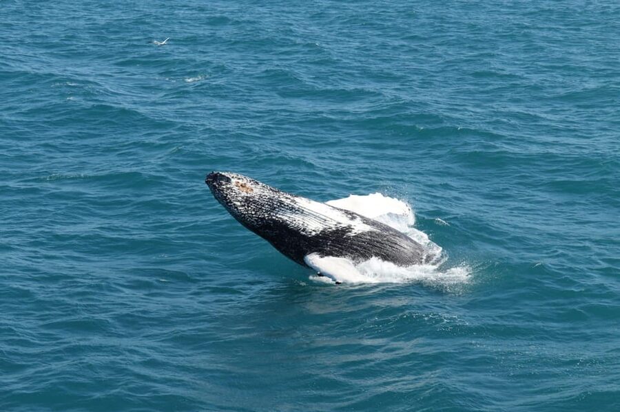 Reykjavik: Whale Watching and Puffin Excursion - The smaller boat and the puffin islands