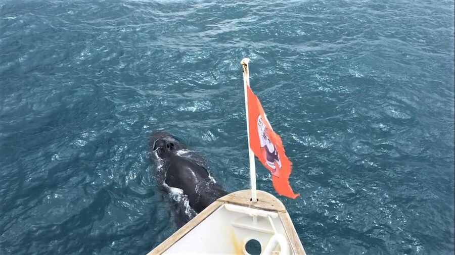 Reykjavik: Whale Watching and Puffin Excursion - Guide quality and the human side of the trip