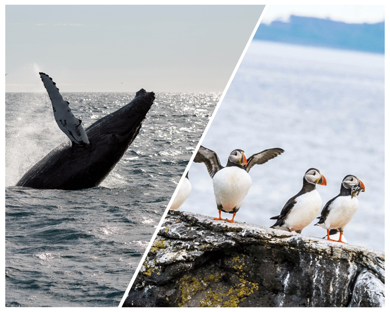 Reykjavik: Whale Watching and Puffin Excursion - Who should book this combination