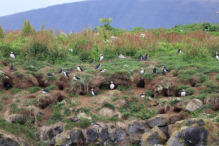 Reykjavik: Whale Watching and Puffin Excursion - Picking the right departure pair