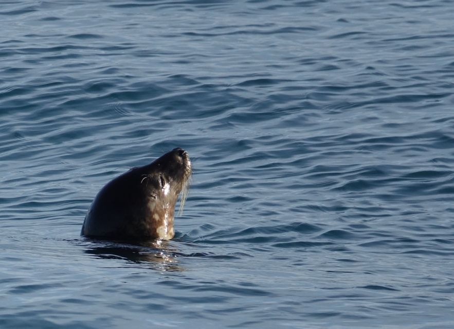 Reykjavik: Whale Watching by RIB Speedboat - Practical booking details