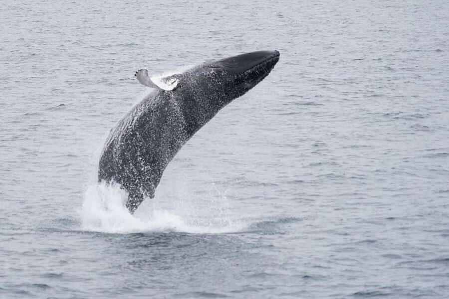 Reykjavik: Whale Watching by RIB Speedboat - Engey and Lundey, two different island stops