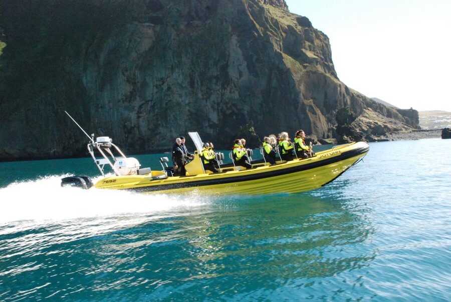 Reykjavik: Whale Watching by RIB Speedboat - How much wildlife can you expect?