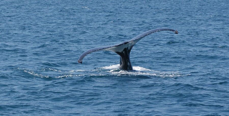 Reykjavik: Whale Watching by RIB Speedboat - The views are part of the experience