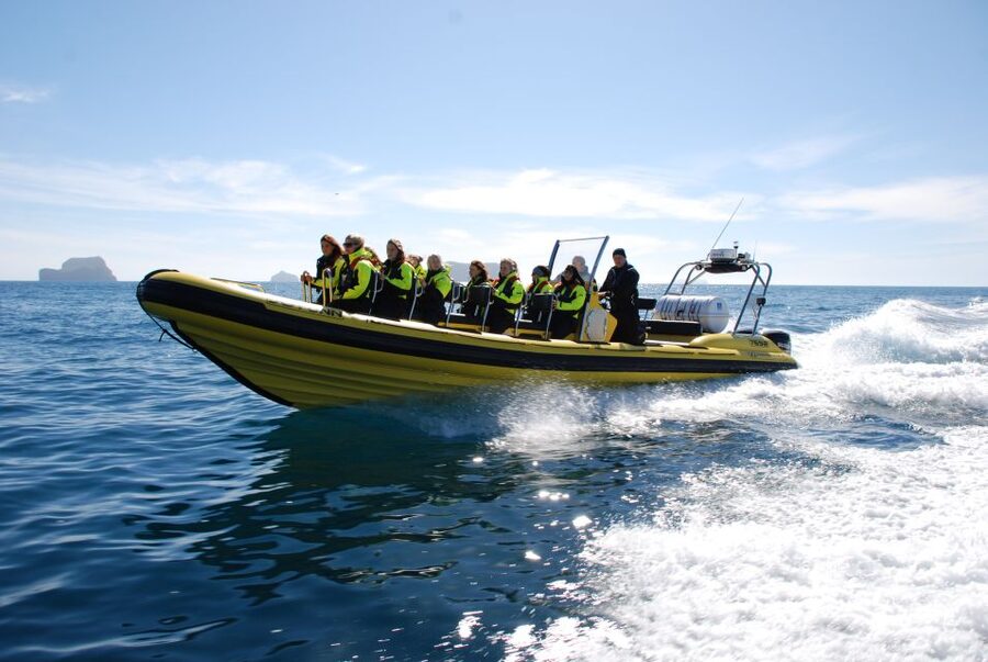 Reykjavik: Whale Watching by RIB Speedboat - Is $200 a fair price?