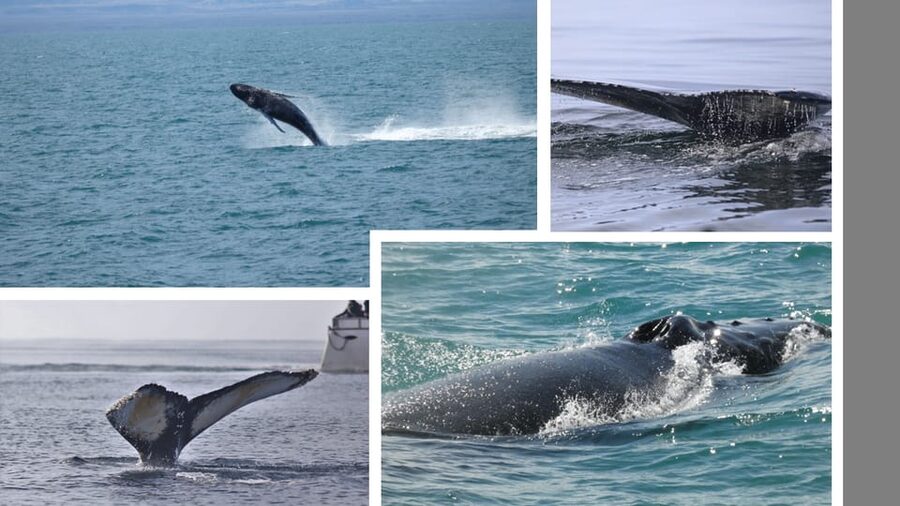 Reykjavík: Whale Watching Cruise and FlyOver Combo Ticket - Watching for breaching and feeding whales