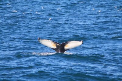 Whale Watching Cruise and FlyOver Combo Ticket