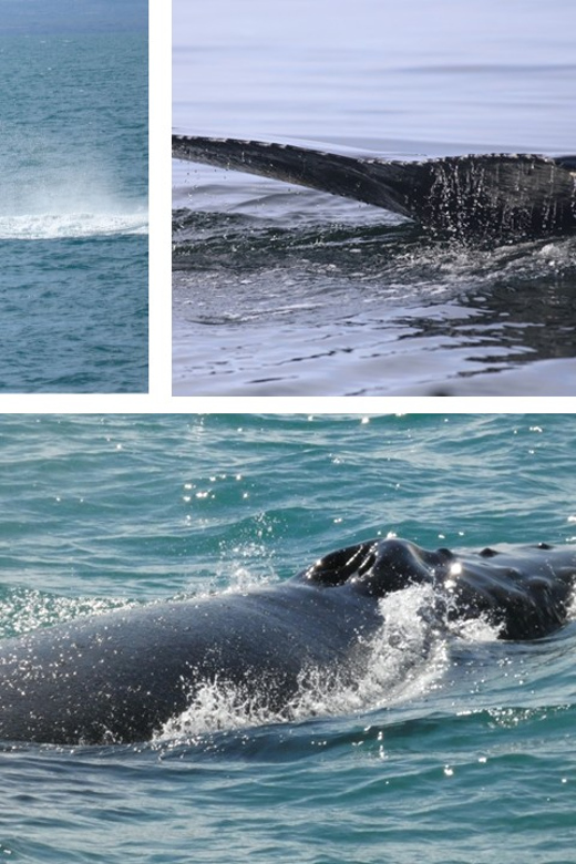 Reykjavík: Whale Watching Cruise and FlyOver Combo Ticket - Taking off at FlyOver Iceland