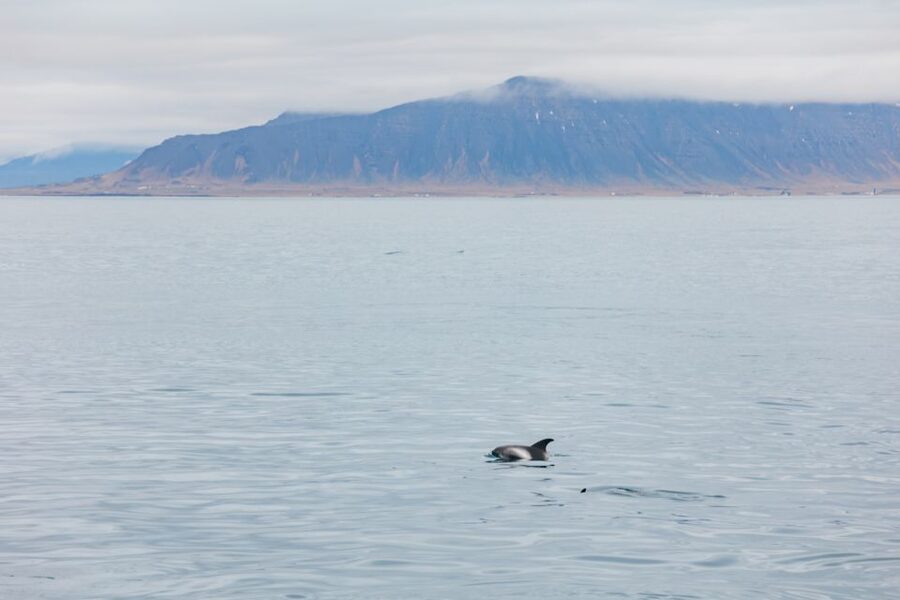 Reykjavík: Whale Watching Cruise on the Amelia Rose Yacht - Key points to know before you book