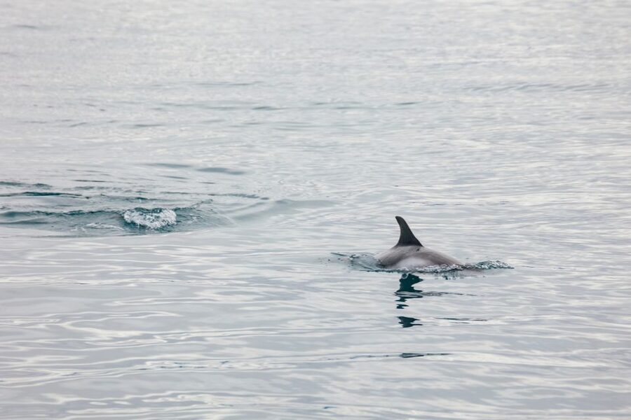 Reykjavík: Whale Watching Cruise on the Amelia Rose Yacht - Who should choose the Amelia Rose?