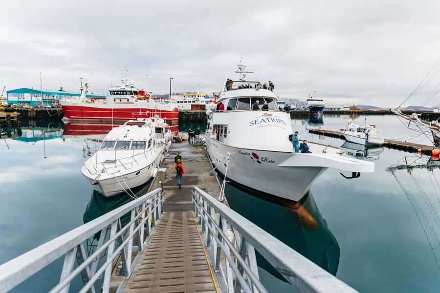 Reykjavík: Whale Watching Cruise on the Amelia Rose Yacht - Weather, seasons, and the reality of waiting