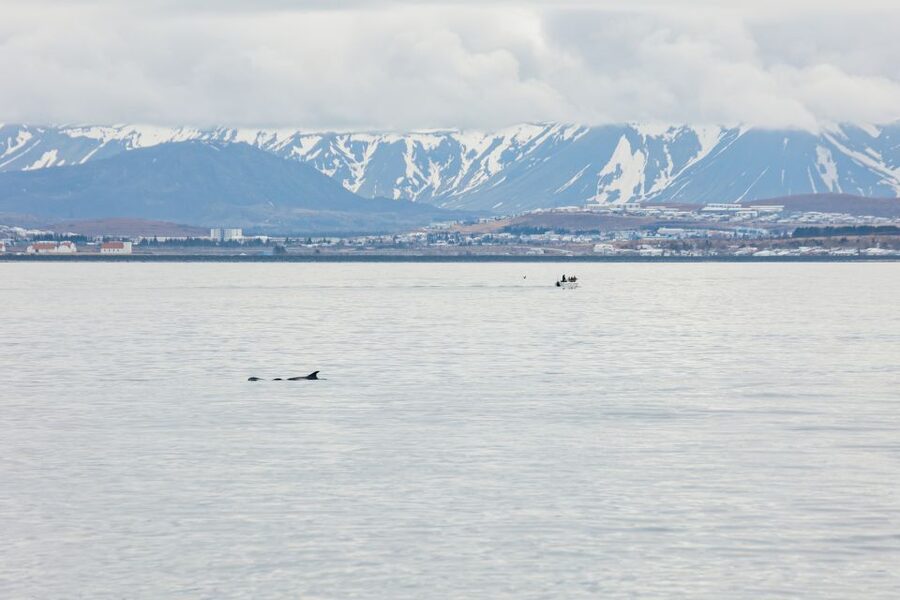 Reykjavík: Whale Watching Cruise on the Amelia Rose Yacht - How the cruise handles a no-sighting day