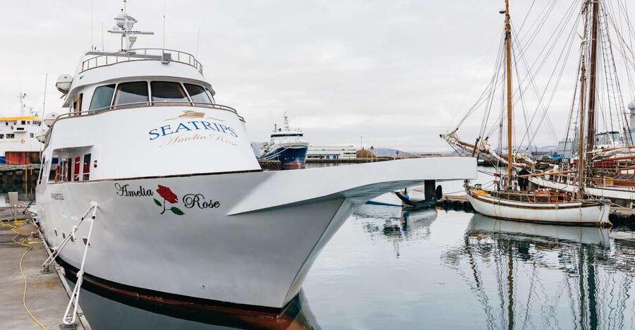 Reykjavík: Whale Watching Cruise on the Amelia Rose Yacht - Amelia Rose makes the three hours easier
