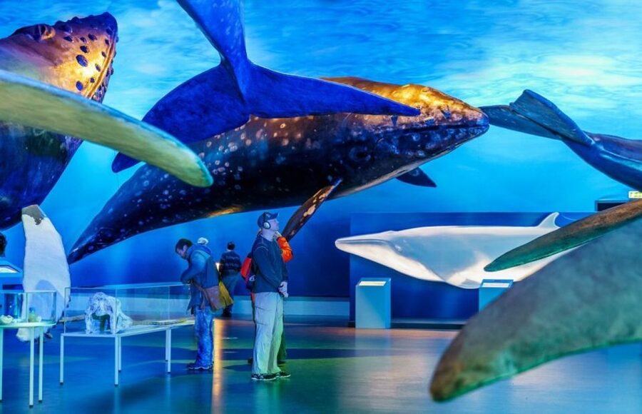 Reykjavik: Whale Watching Excursion & Whale Exhibition - From Geirsgata 11 to the open water