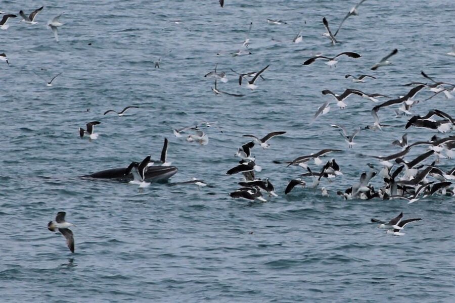 Reykjavik: Whale Watching Excursion & Whale Exhibition - FAQ