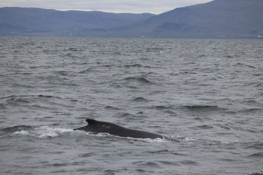 Reykjavik: Whale Watching Excursion & Whale Exhibition - Three hours looking for whales in Faxaflói