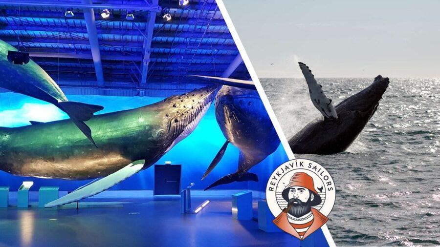 Reykjavik: Whale Watching Excursion & Whale Exhibition - The useful safety net for a no-sighting day