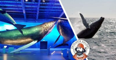 Whale Watching Excursion & Whale Exhibition