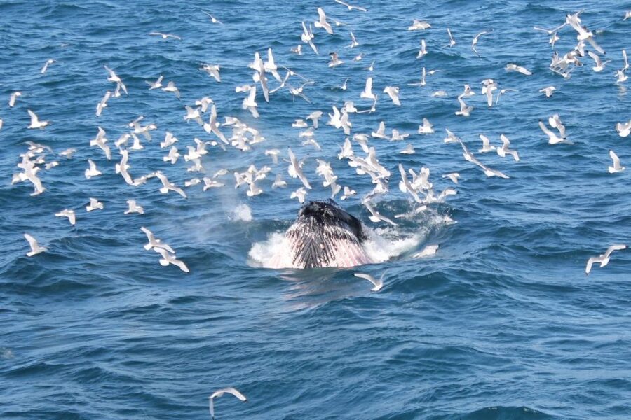 Reykjavik: Whale Watching Excursion & Whale Exhibition - Meeting Iceland’s whales at Whales of Iceland