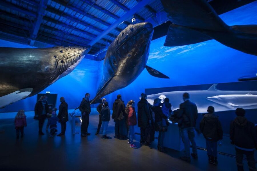 Reykjavik: Whale Watching Excursion & Whale Exhibition - Who will get the most from this experience?