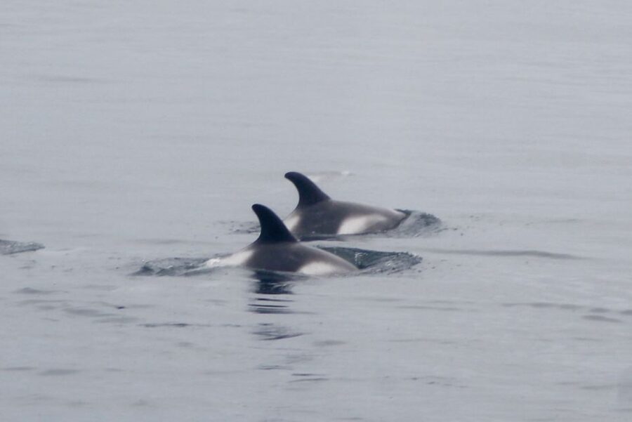 Reykjavik: Whale Watching Excursion & Whale Exhibition - Practical details before you book