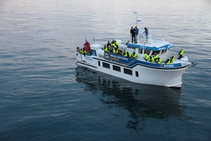 Reykjavik: Whale Watching Express - What the Two-Hour Route Feels Like