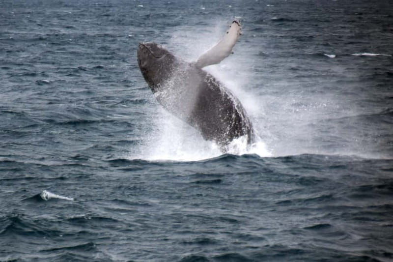 Reykjavik: Whale Watching Express - Guides, Captains, and the Value of Good Timing