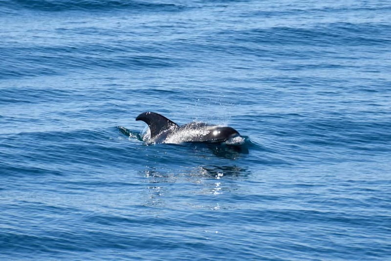 Reykjavik: Whale Watching Express - Warm Overalls, Wind, and Motion