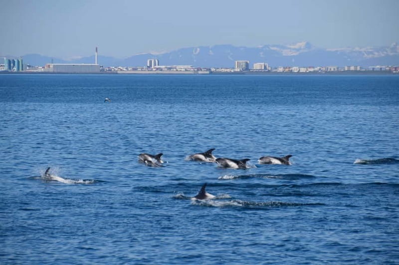 Reykjavik: Whale Watching Express - Is the $106 Price Fair?