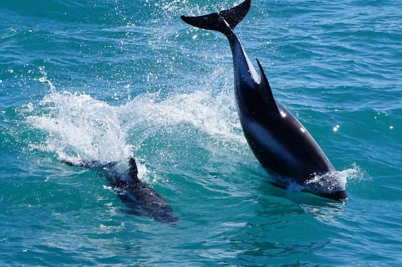 Reykjavik: Whale Watching Express - Who Will Enjoy This Express Trip Most?