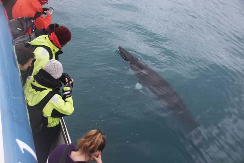 Reykjavik: Whale Watching Express - Practical Details Before You Book